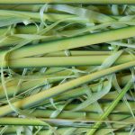 Raw palm fronds are stripped and dried before being made into hammocks