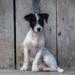 Dogs and cats are kept alongside monkeys, parrots and pigs in Waorani family homes