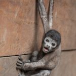 Pet woolly monkey called Gata in a Waorani family home