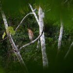 Wildlife photography on our Waorani photo tour in Ecuador