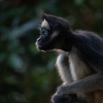 Portrait of a Spider Monkey on our photo tour of the Waorani Amazon tribe in Ecuador