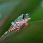 A rare Tiger-striped Monkey frog in the Amazon rainforest of Ecuador