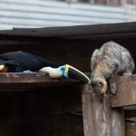 A toucan attacks a pet cat on our Waorani photo tour