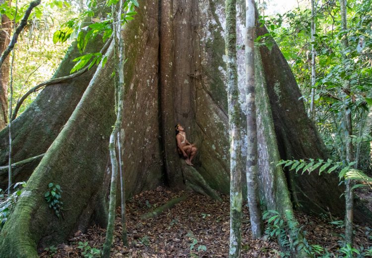 Giant Kapoks are revered by the Waorani Amazon tribe on our photo tour
