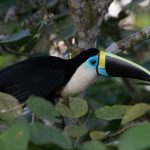 Portrait of a White-throated Toucan on our Waorani photo tour in the Amazon of Ecuador