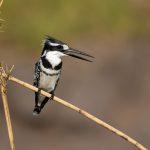 A beautiful African Pied Kingfisher takes a break between fishing trips on the Chobe River on our Botswana photo tour