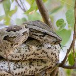 Portrait of an African Rock Python on our Botswana photo tour