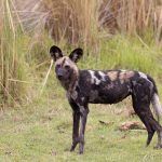 The best place to see African Wild Dogs is on a Botswana safari