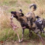 A spectacular encounter with a pair of African Wild Dogs fighting over the leg of their freshly caught impala