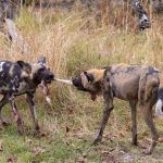 African wild dogs fight over an impala leg on our Botswana photography tour