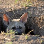 Peekaboo! Close encounters with a normally shy Aardwolf as it emerges from its den on our Botswana photo tour