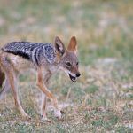 A Black-backed Jackal on the prowl on our Botswana photo tour