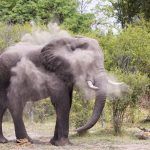 Watching a bull elephant dust bath is a highlight of any Botswana wildlife photography tour