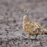 Portrait of a Burchell’s Sandgrouse