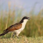 A Coppery-tailed Coucal searches the grasses for prey on the riverbank of the Chobe River