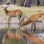 Reflections of drinking Lechwe in the river