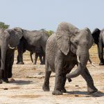 Playful interaction during an encounter with an elephant herd during our Botswana photography tour