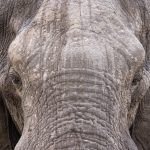 There is nothing in the world like a close encounter with an elephant