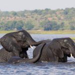 Elephants playing in the Chobe on our Botswana wildlife photography tour
