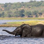 With the heat of the impending summer, a swim across the river is a welcome relief for elephants