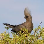 Grey Goaway Birds or Grey Louries are as well known for their calls as they are for their zany crests