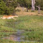 A female Impala jumps over a river canal on our Botswana photo safari