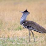 Male Kori Bustards walk the plains with so much pride and confidence