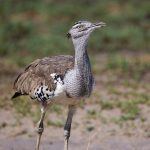 Portrait of a Kori Bustard on our Botswana photography tour