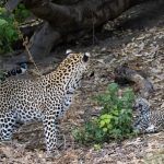 A leopard cub has a hissy fit with its father nearby