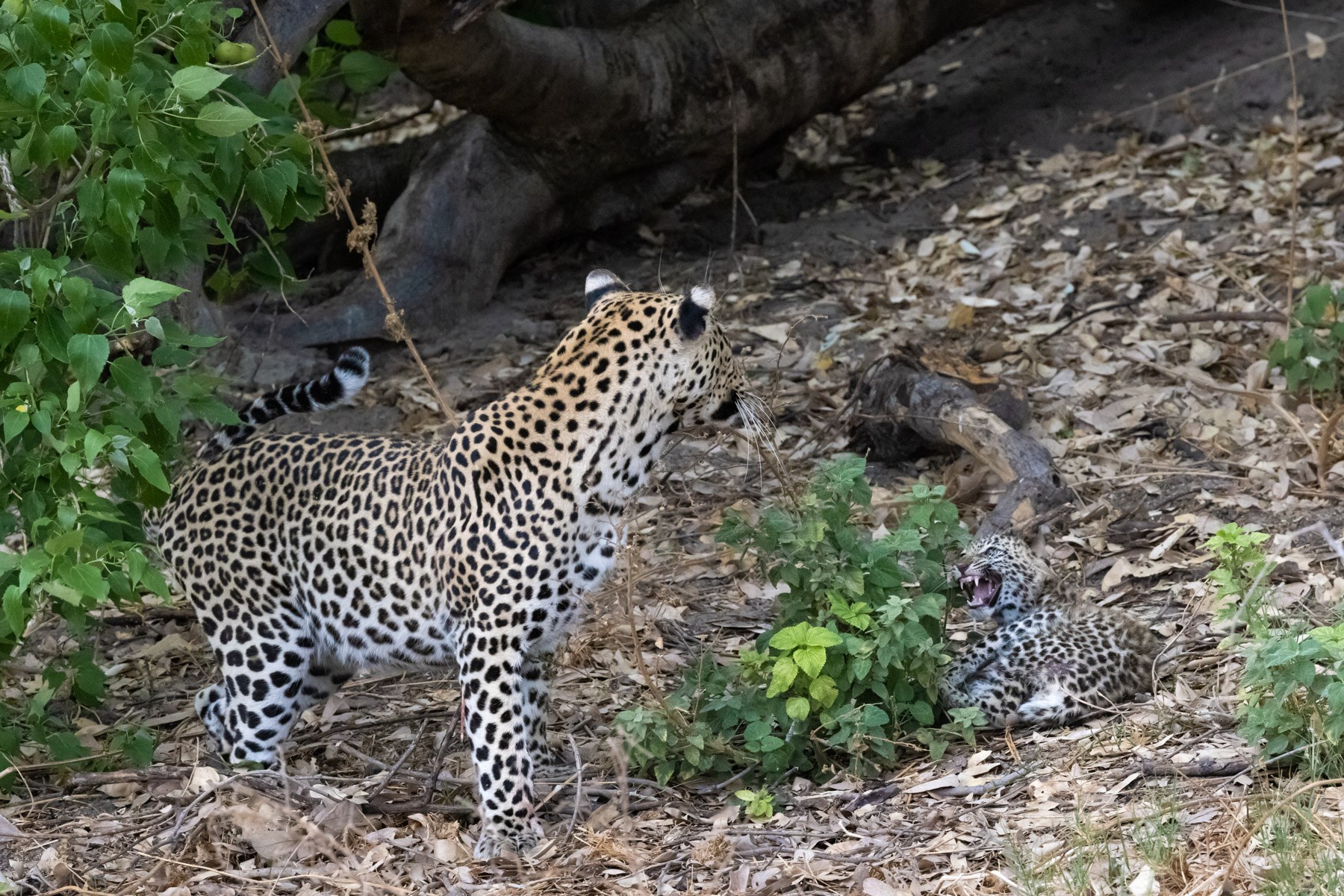 A leopard cub has a hissy fit with its father nearby