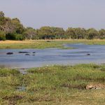 Just your average day on safari in Botswana with a leopard drinking on one side of the river, buffalos on the opposite side and hippos in the middle surveying it all