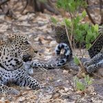 An amazing Botswana photo safari with a leopard family
