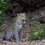 A leopard father takes a break from parenting his two adorable cubs