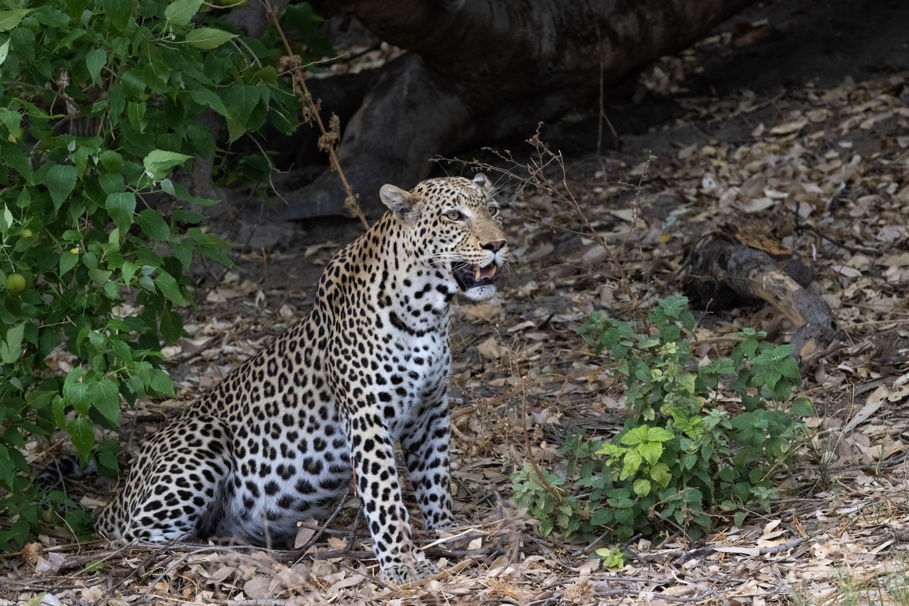 A leopard father takes a break from parenting his two adorable cubs