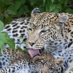 A leopard mother washes her beautiful cub