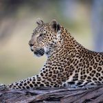We found no less than eight different leopards during our 2021 Botswana photo tour