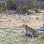 “Should I hunt?” A leopard enjoys a contemplative moment in Botswana