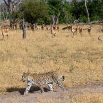 A herd of Impala watch a leopard stroll by. They could bark and run off at any minute if they sense the leopard will turn
