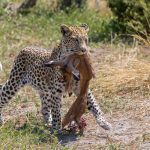 A leopard drags off her fresh impala kill to a safe spot