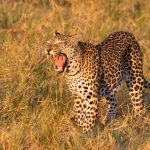 It’s a tough life being a leopard in Botswana. Yawning leopard