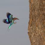 A nesting Lilac-breasted Roller flies in to feed an insect to its young