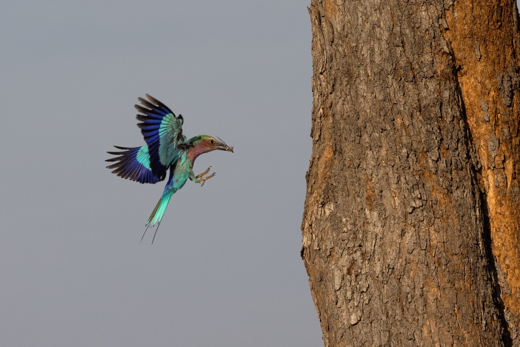 A nesting Lilac-breasted Roller flies in to feed an insect to its young