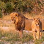 A pair of lions keep watch for prey
