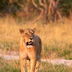 A beautiful lioness surveys her world