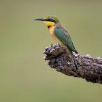 A beautiful Little Bee Eater takes a break on our safari