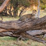 Lounge leopard on a tree in Botswana