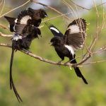Noisy and gregarious, Magpie Shrikes look fantastic when they display