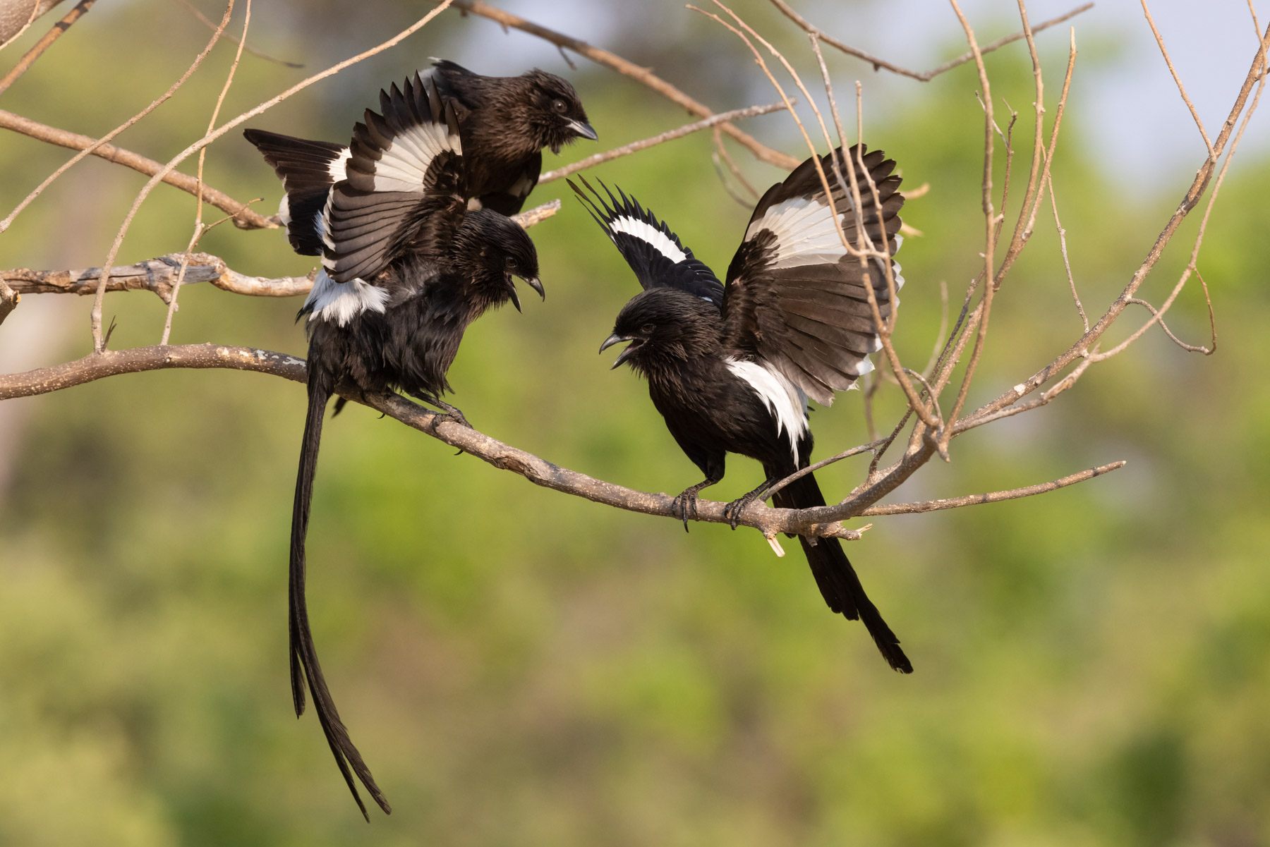 Noisy and gregarious, Magpie Shrikes look fantastic when they display