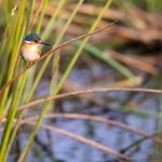 Portrait of a young Malachite Kingfisher in Moremi National Park