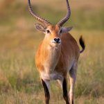 A majestic male Lechwe emerges from the grasslands at sunrise on our Botswana photography tour